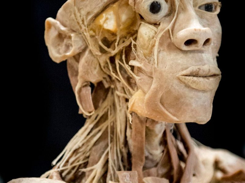 Døde kroppe blev i weekenden udstillet i Mejrup Kultur- og Fritidscenter. Her havde de besøgende mulighed for at lære om mennesket anatomi ved at se den tyske udstilling &quot;Kroppe - læren fra de døde og lær at forstå miraklet, der er mennesket&quot;
